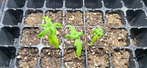 Critical Purple Autoflower — vegetative, day 1