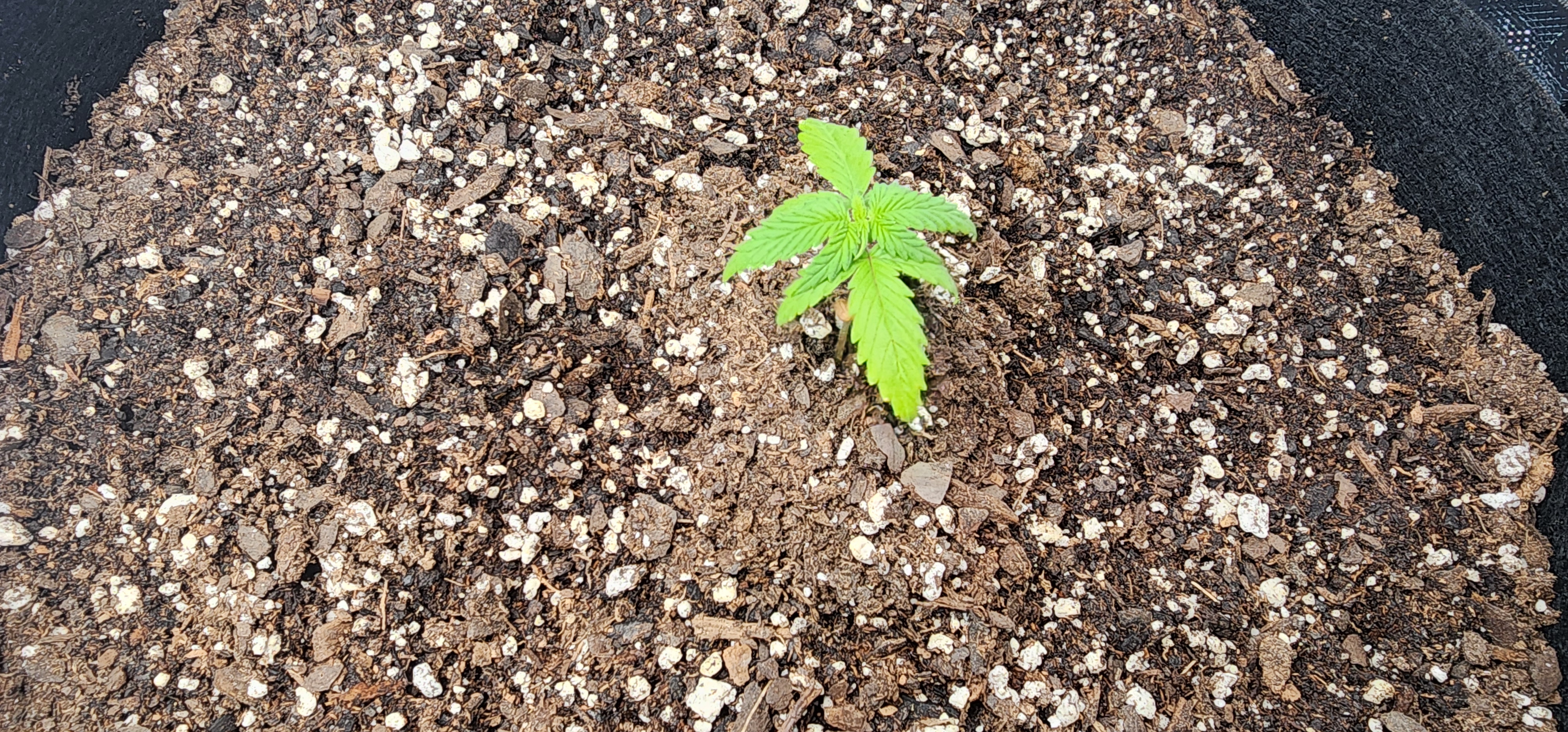 Critical Purple Autoflower — vegetative, day 6