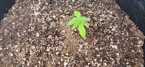 Critical Purple Autoflower — vegetative, day 6