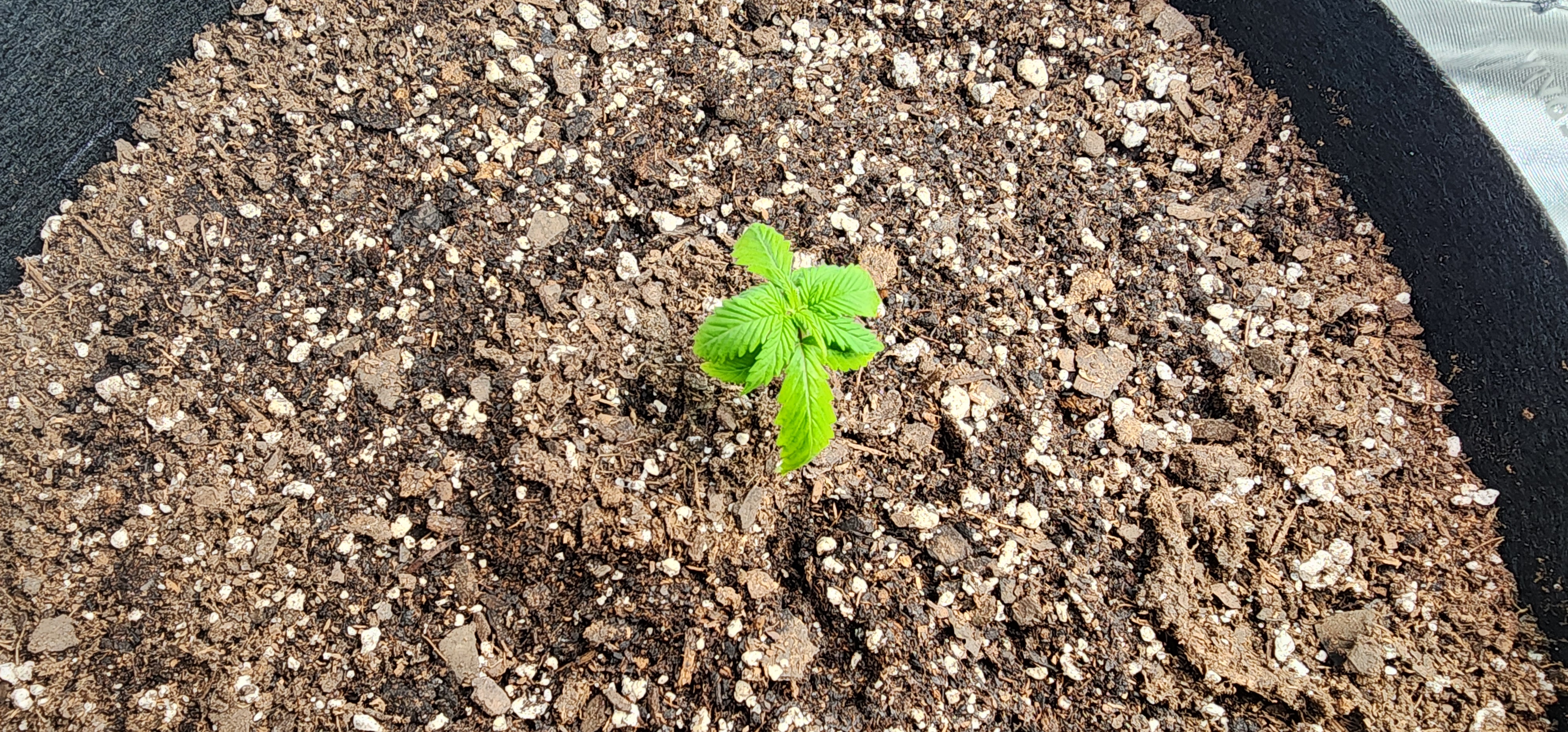 Critical Purple Autoflower — vegetative, day 6