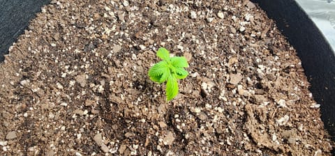 Critical Purple Autoflower — vegetative, day 6