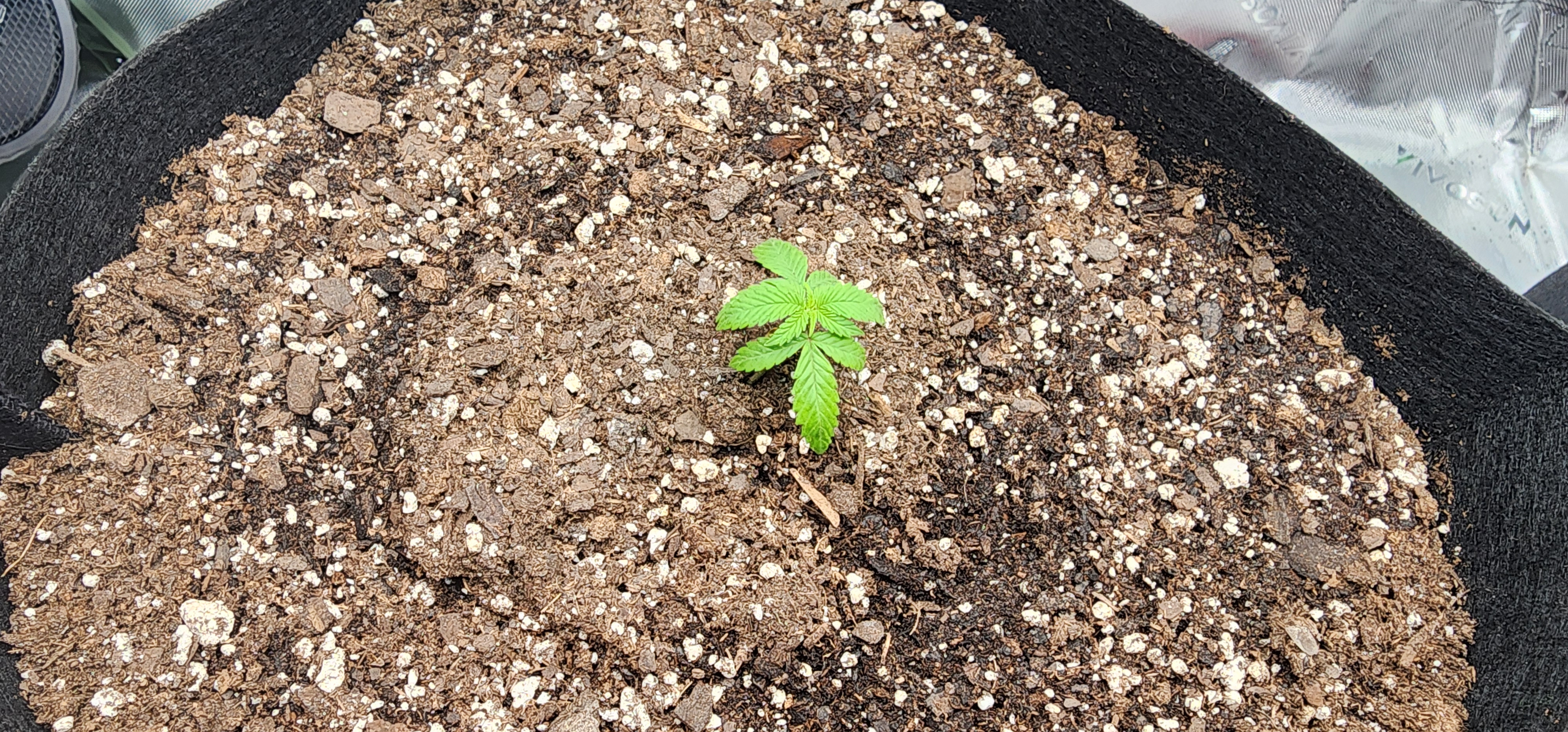 Critical Purple Autoflower — vegetative, day 6