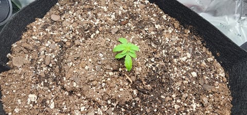 Critical Purple Autoflower — vegetative, day 6