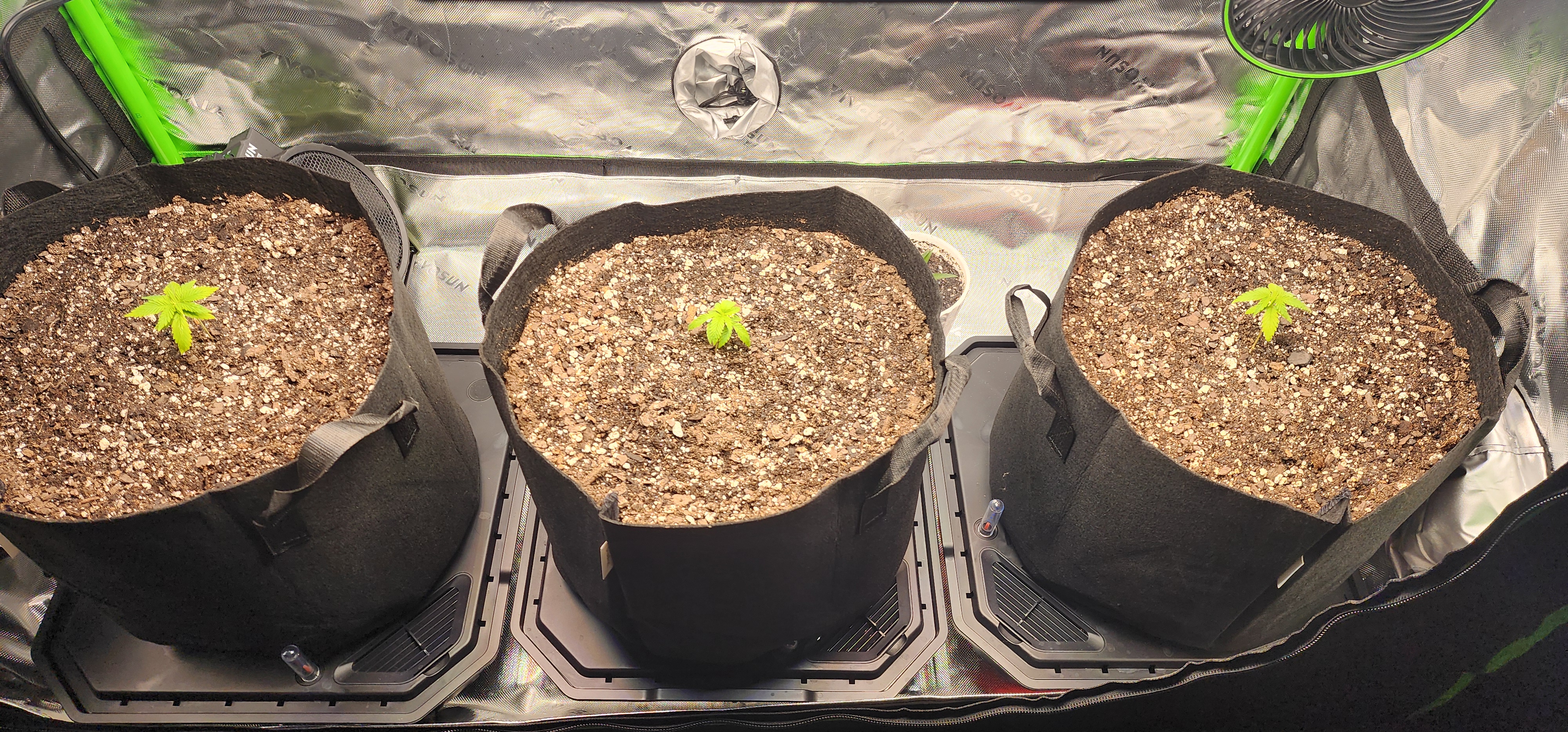 Critical Purple Autoflower — vegetative, day 7