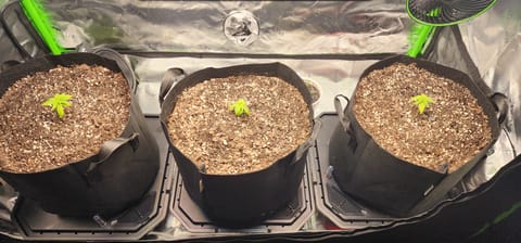 Critical Purple Autoflower — vegetative, day 7