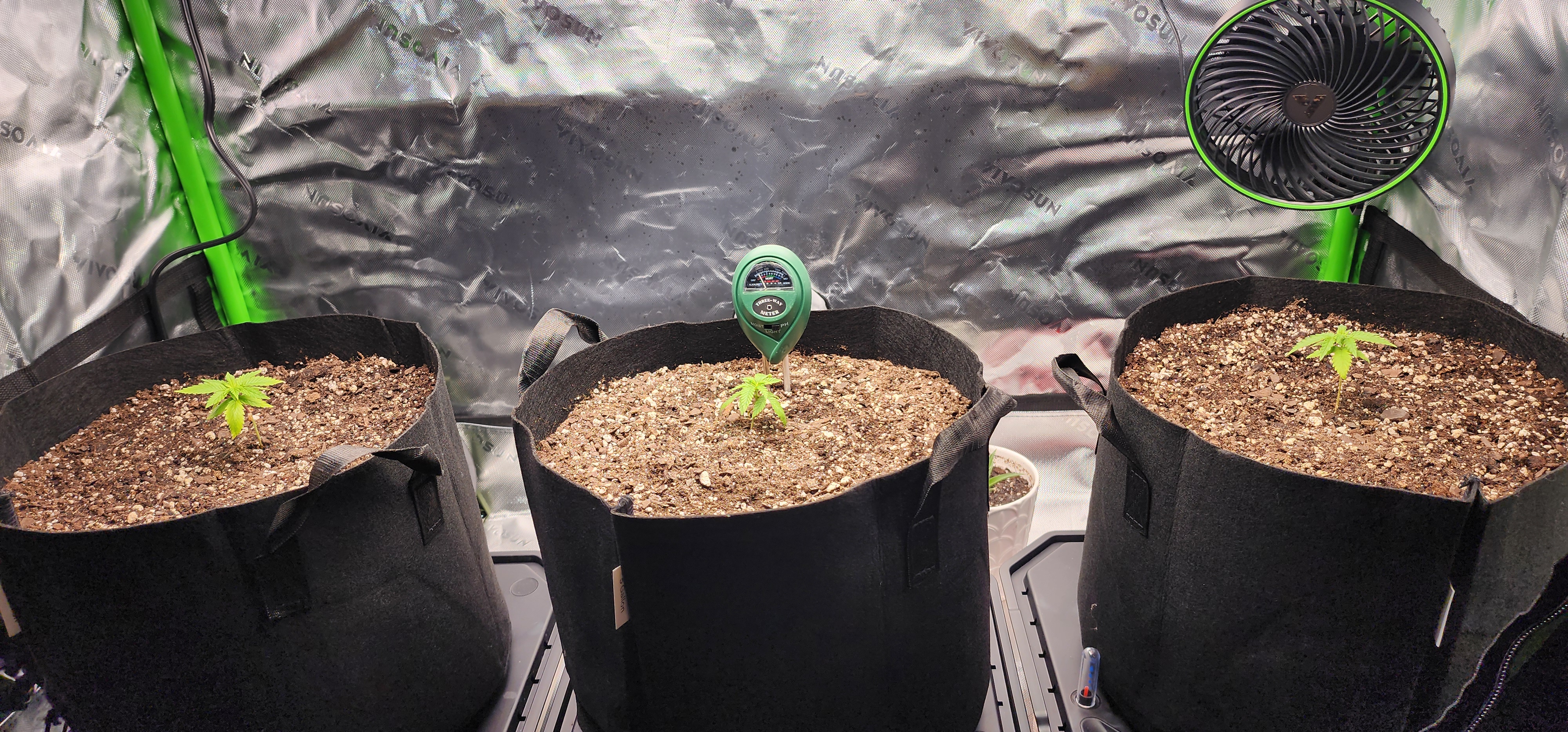 Critical Purple Autoflower — vegetative, day 8