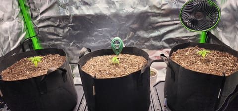 Critical Purple Autoflower — vegetative, day 8