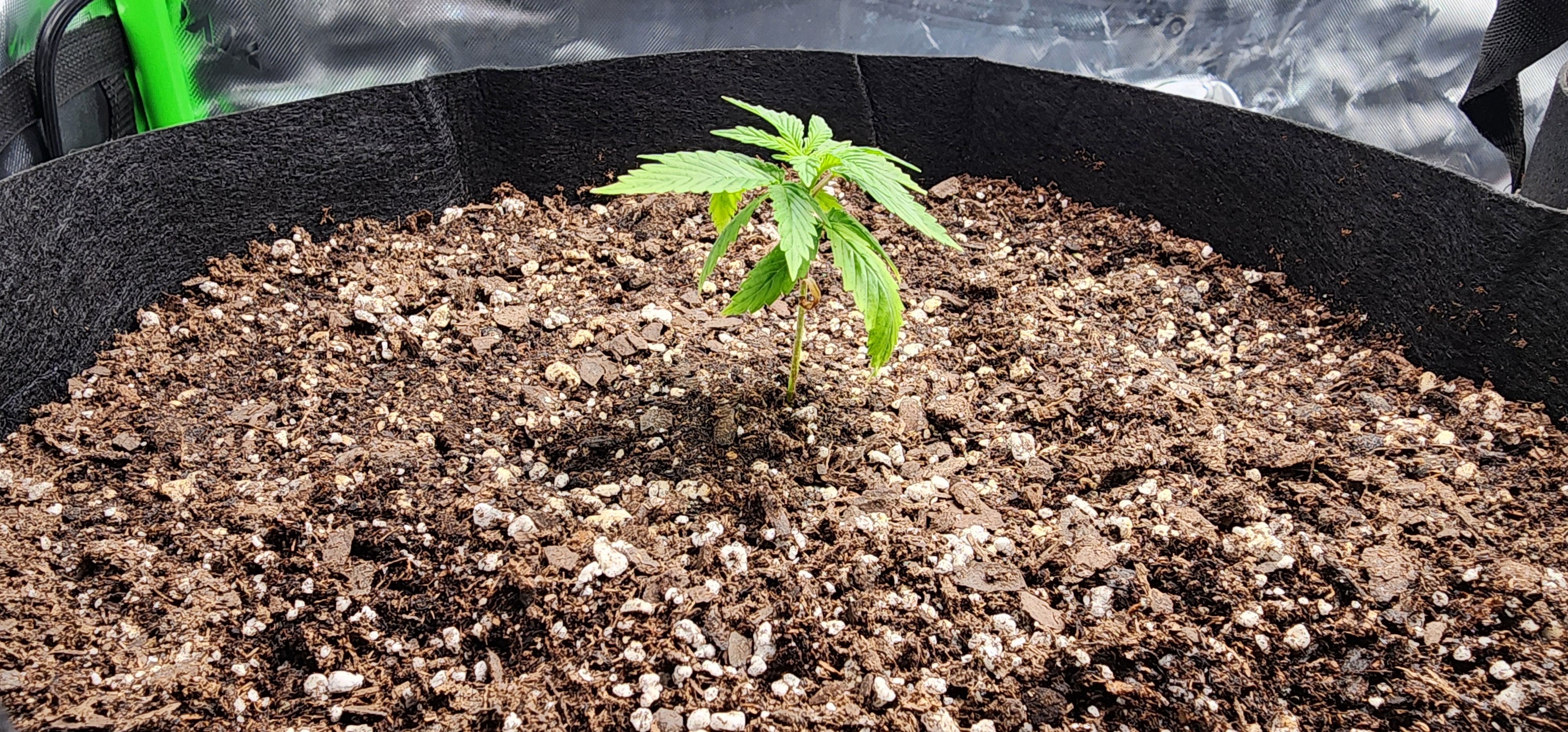 Critical Purple Autoflower — vegetative, day 9