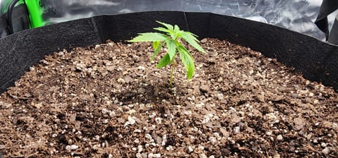 Critical Purple Autoflower — vegetative, day 9