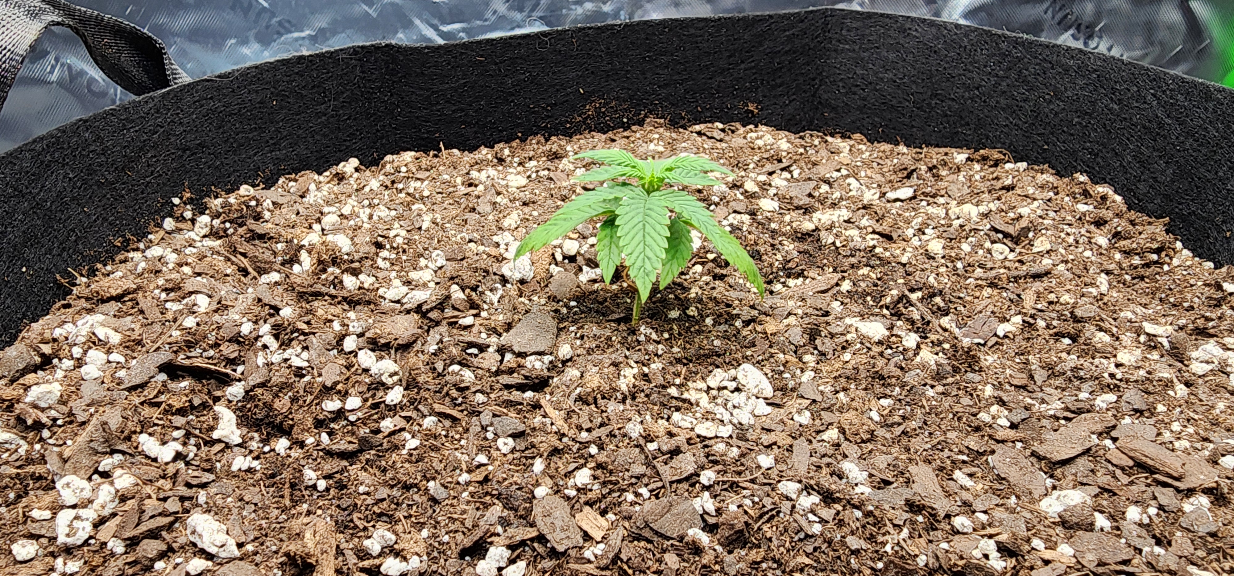 Critical Purple Autoflower — vegetative, day 9