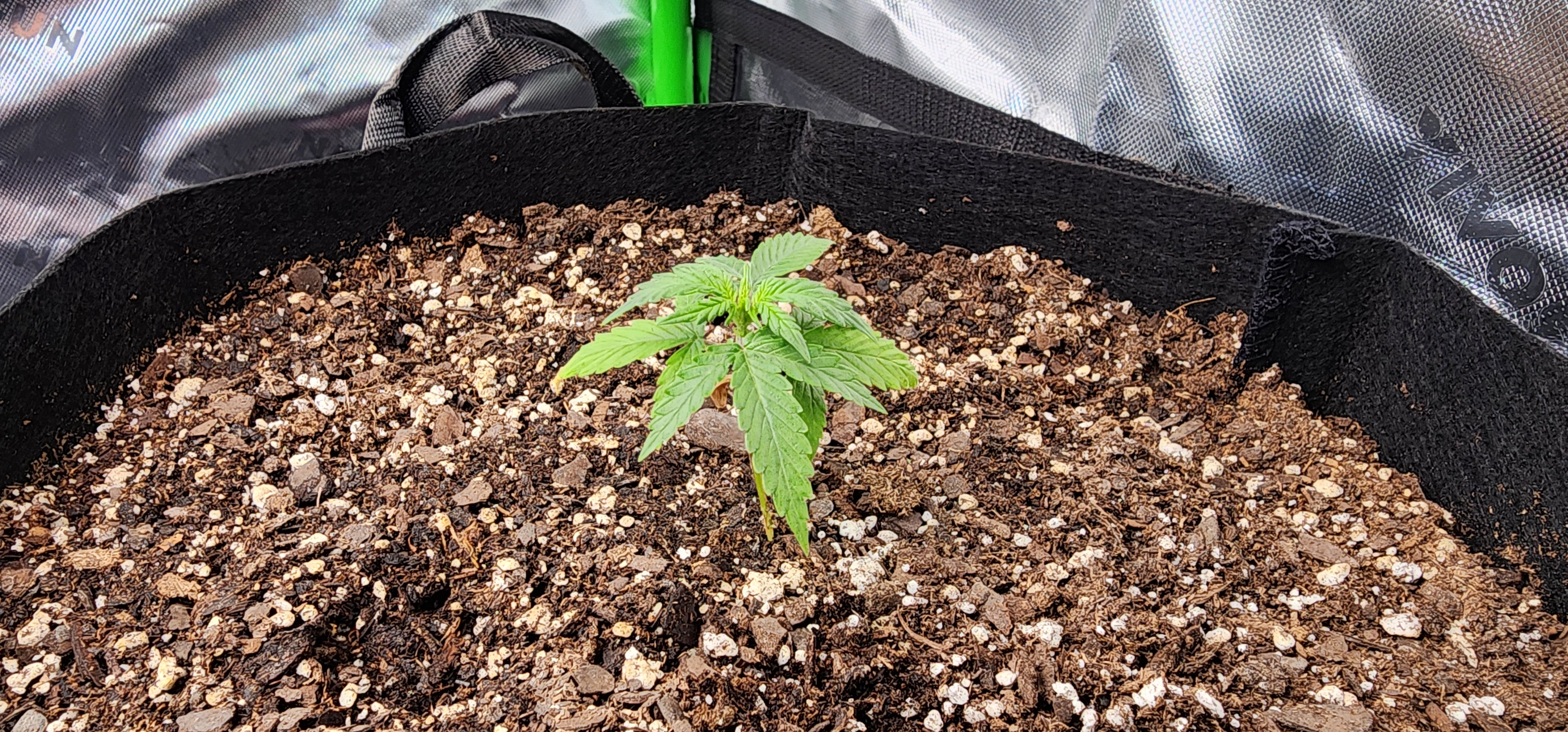 Critical Purple Autoflower — vegetative, day 9
