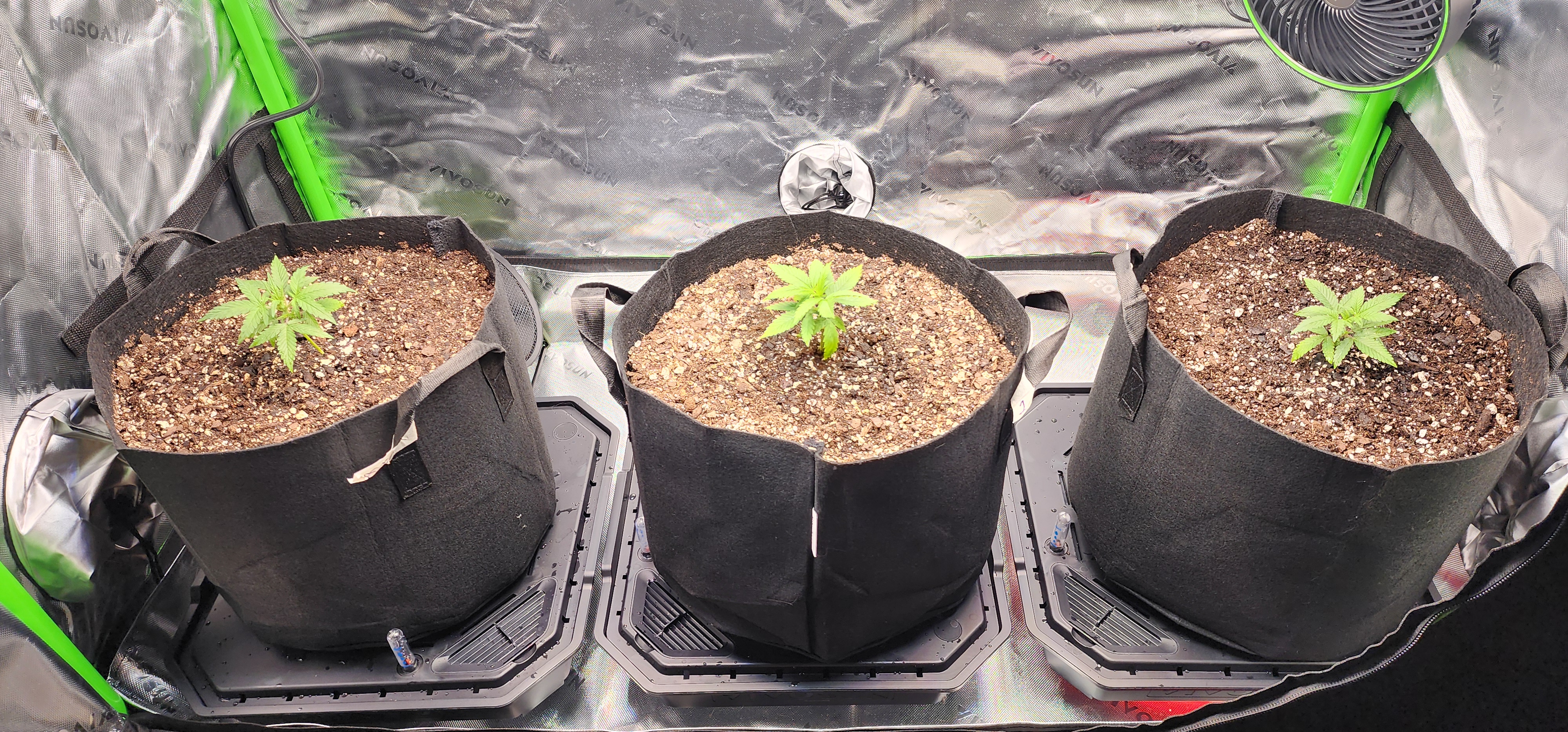 Critical Purple Autoflower — vegetative, day 11