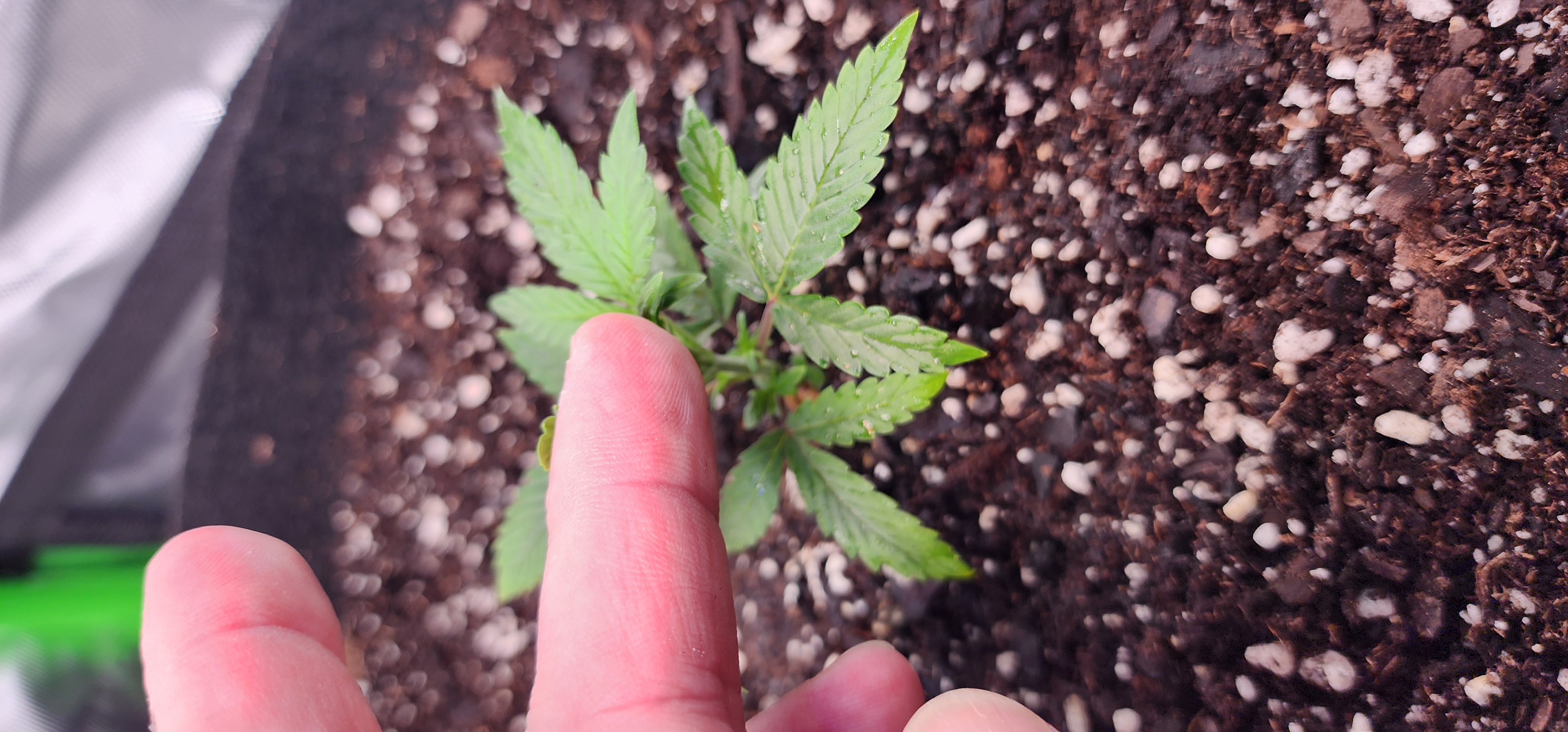 Critical Purple Autoflower — vegetative, day 11