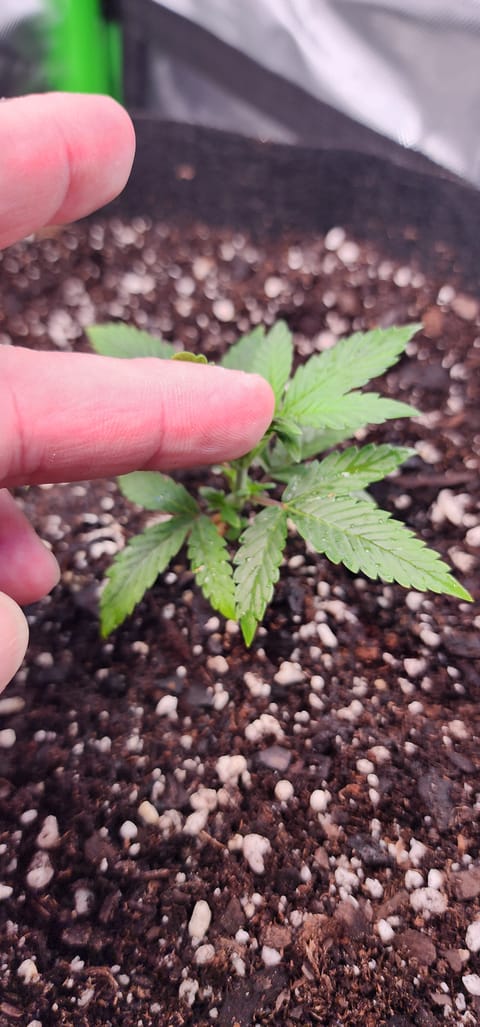 Critical Purple Autoflower — vegetative, day 11