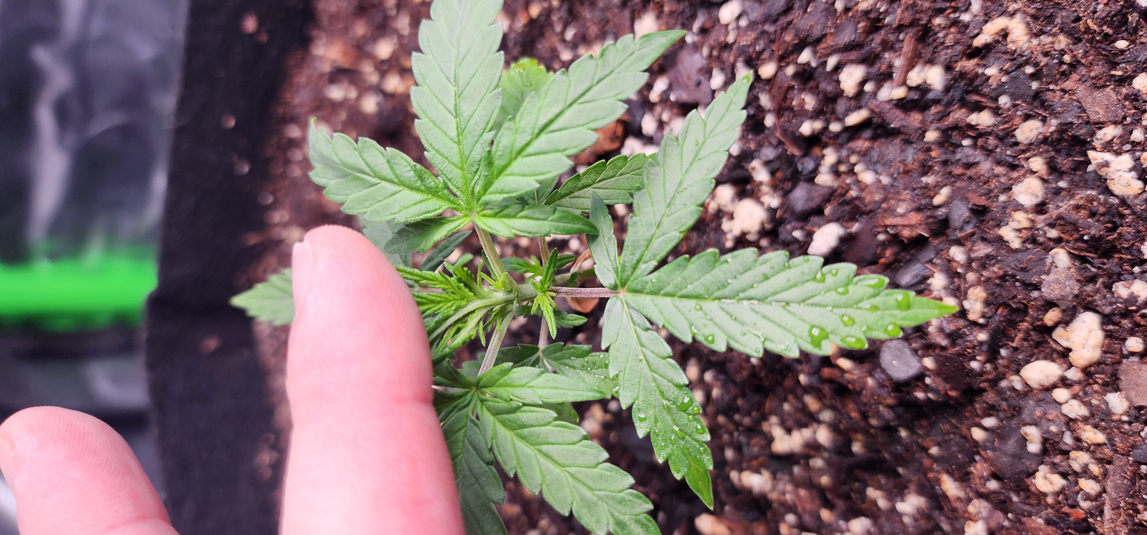 Critical Purple Autoflower — vegetative, day 11