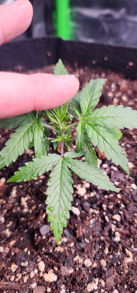 Critical Purple Autoflower — vegetative, day 11