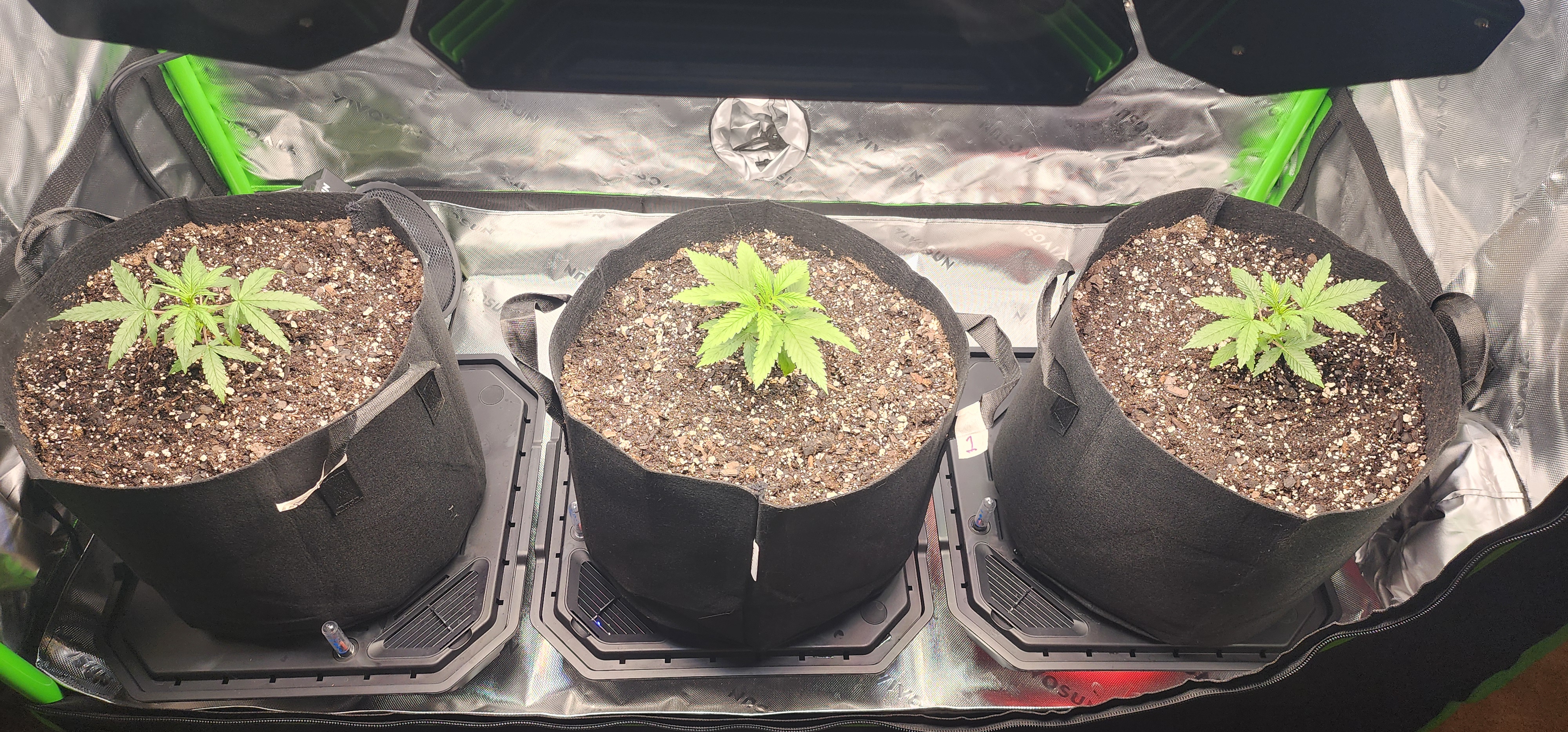Critical Purple Autoflower — vegetative, day 13
