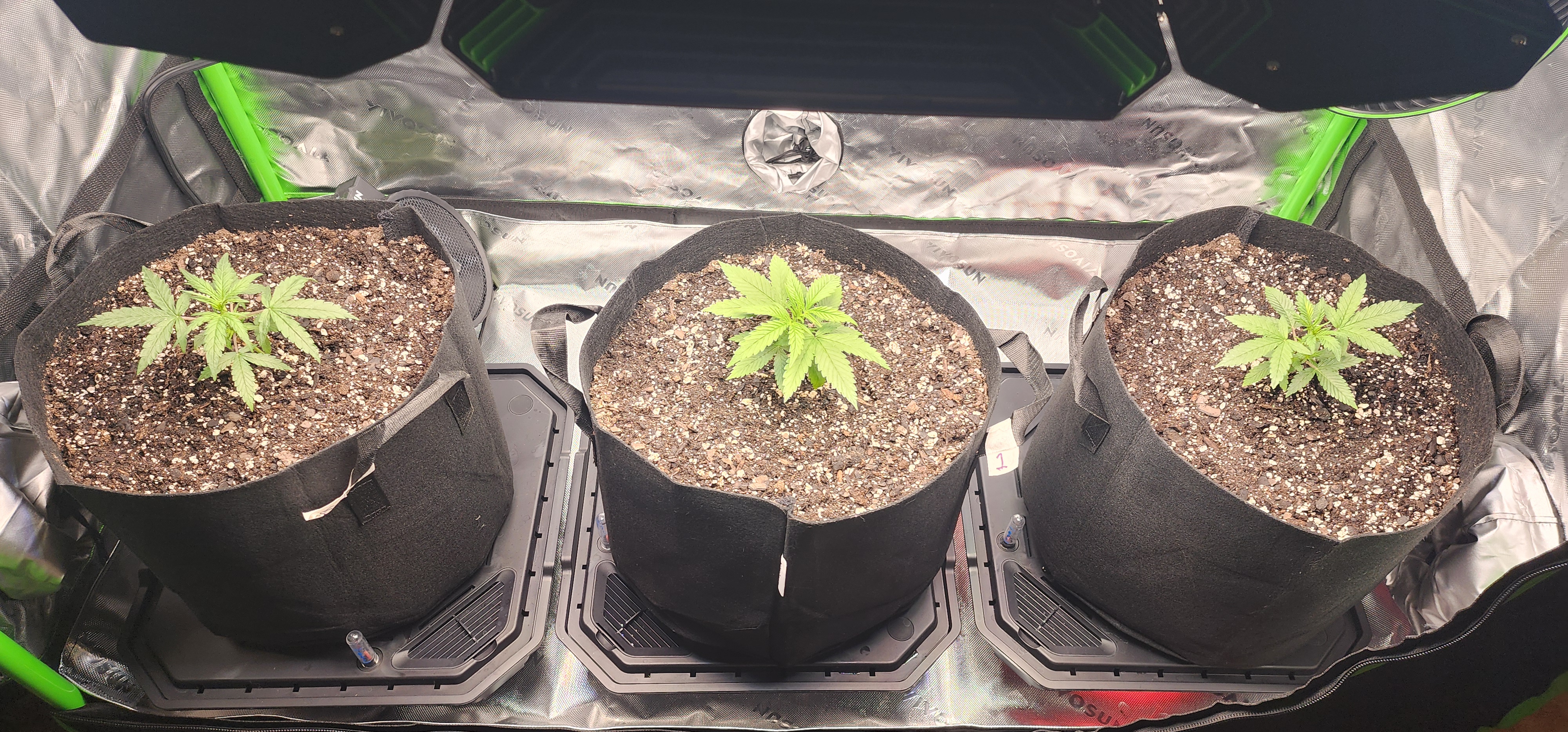 Critical Purple Autoflower — vegetative, day 13