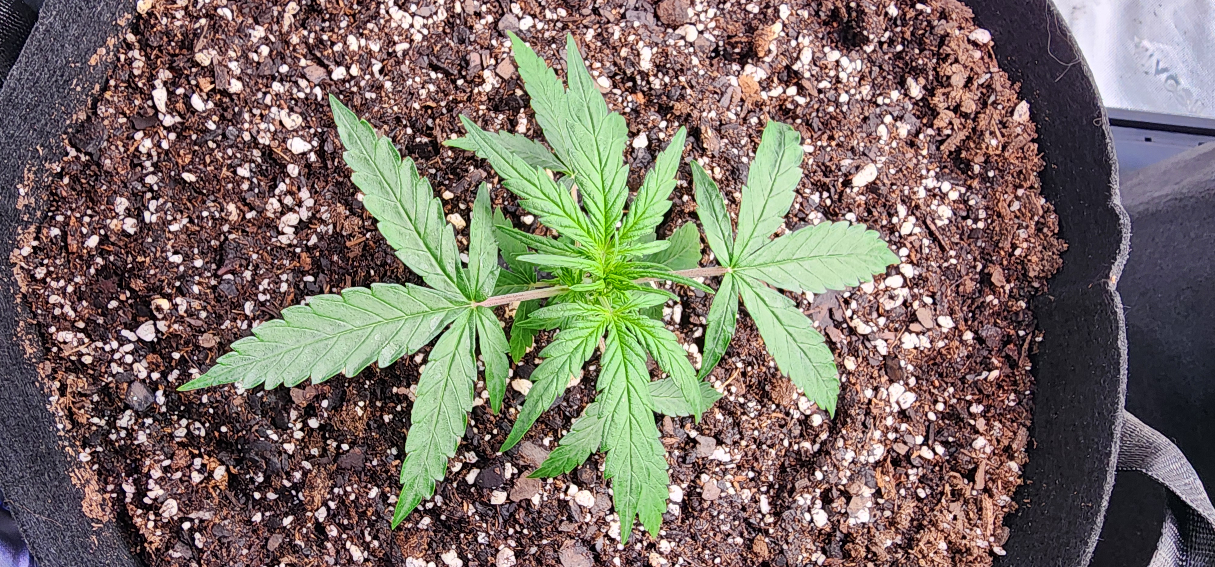 Critical Purple Autoflower — vegetative, day 13