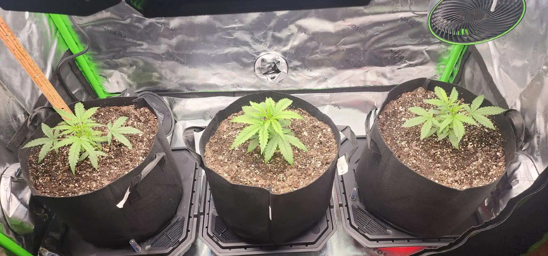 Critical Purple Autoflower — vegetative, day 15