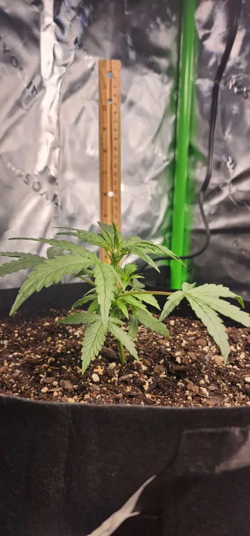 Critical Purple Autoflower — vegetative, day 15