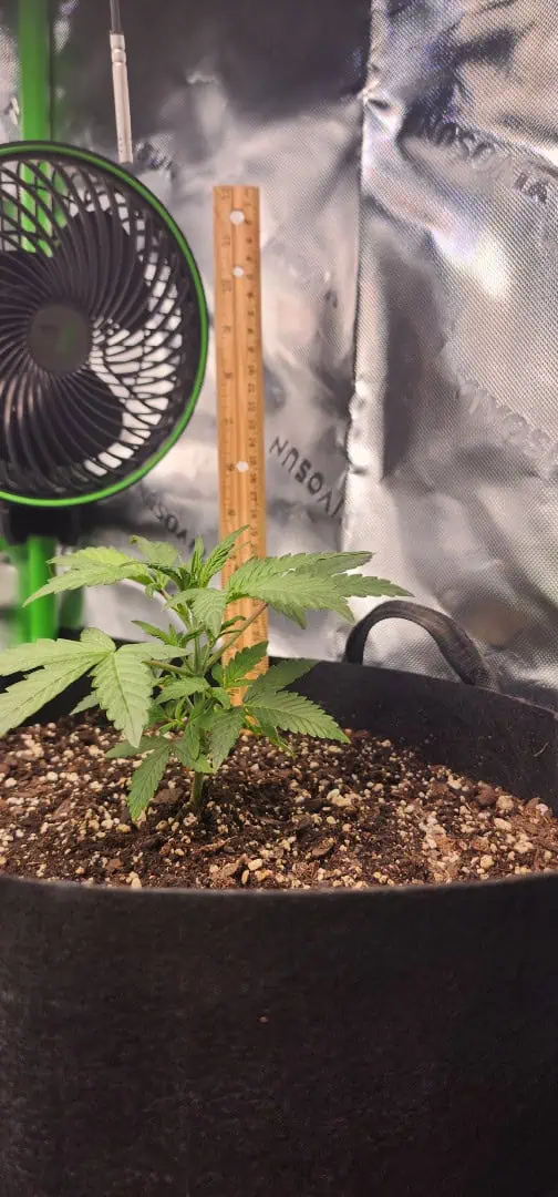 Critical Purple Autoflower — vegetative, day 15