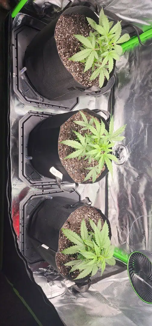 Critical Purple Autoflower — vegetative, day 18