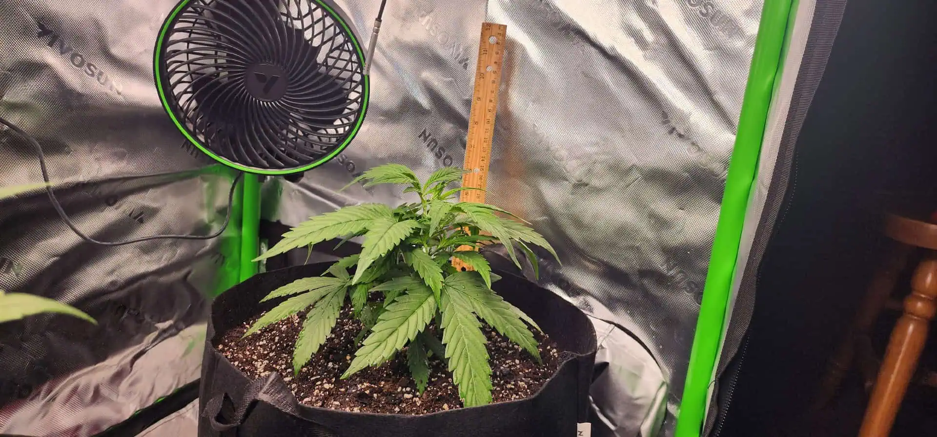 Critical Purple Autoflower — vegetative, day 18