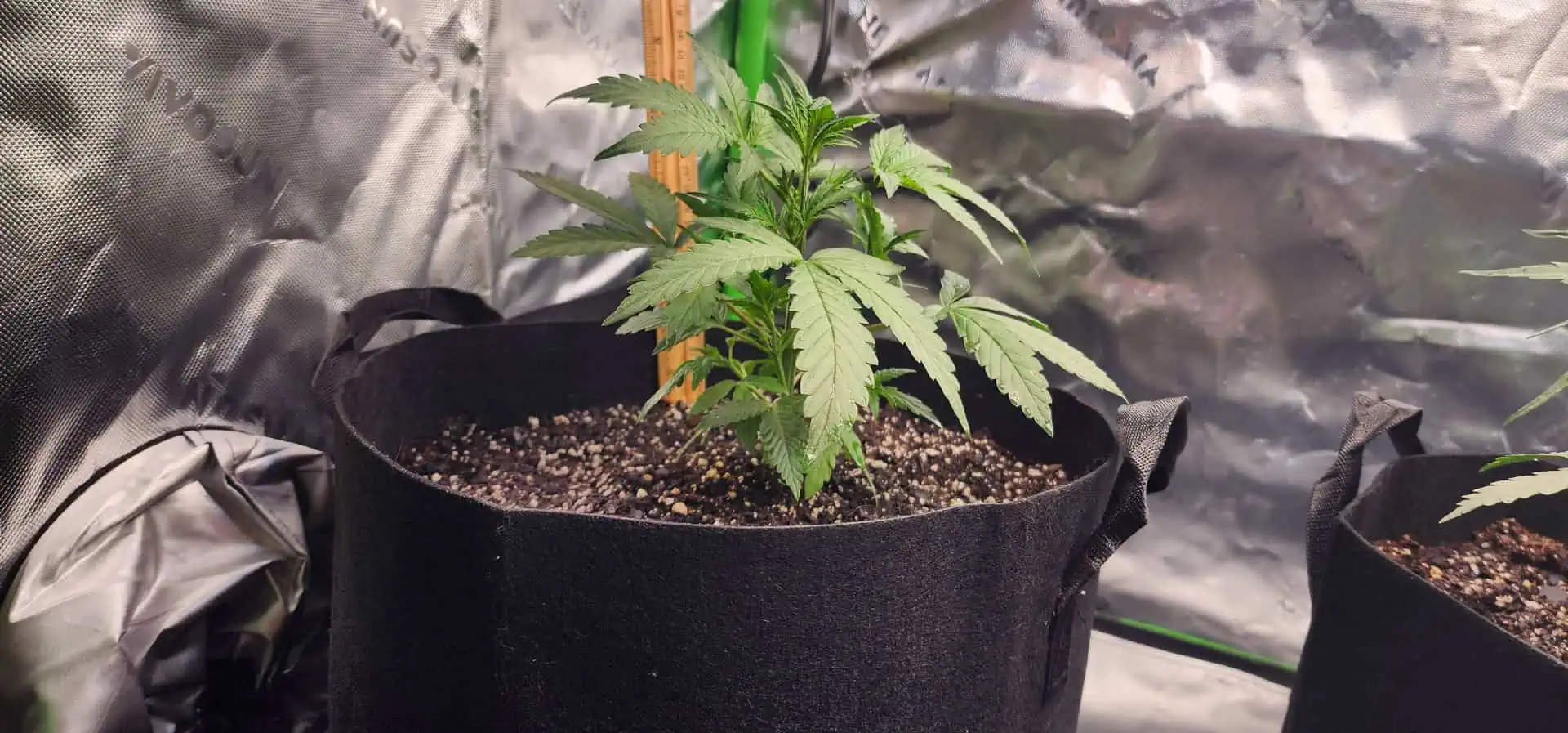 Critical Purple Autoflower — vegetative, day 18