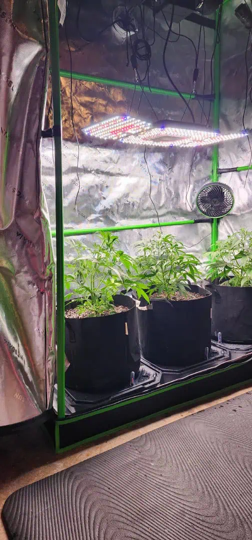 Critical Purple Autoflower — vegetative, day 23