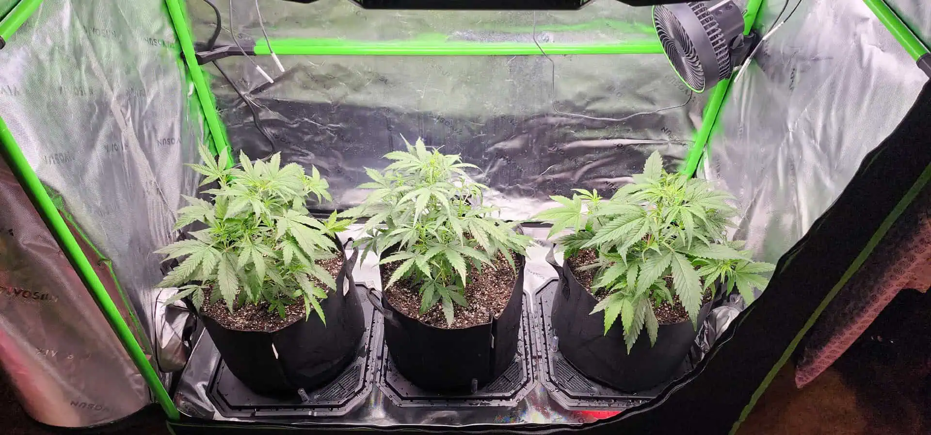 Critical Purple Autoflower — vegetative, day 23
