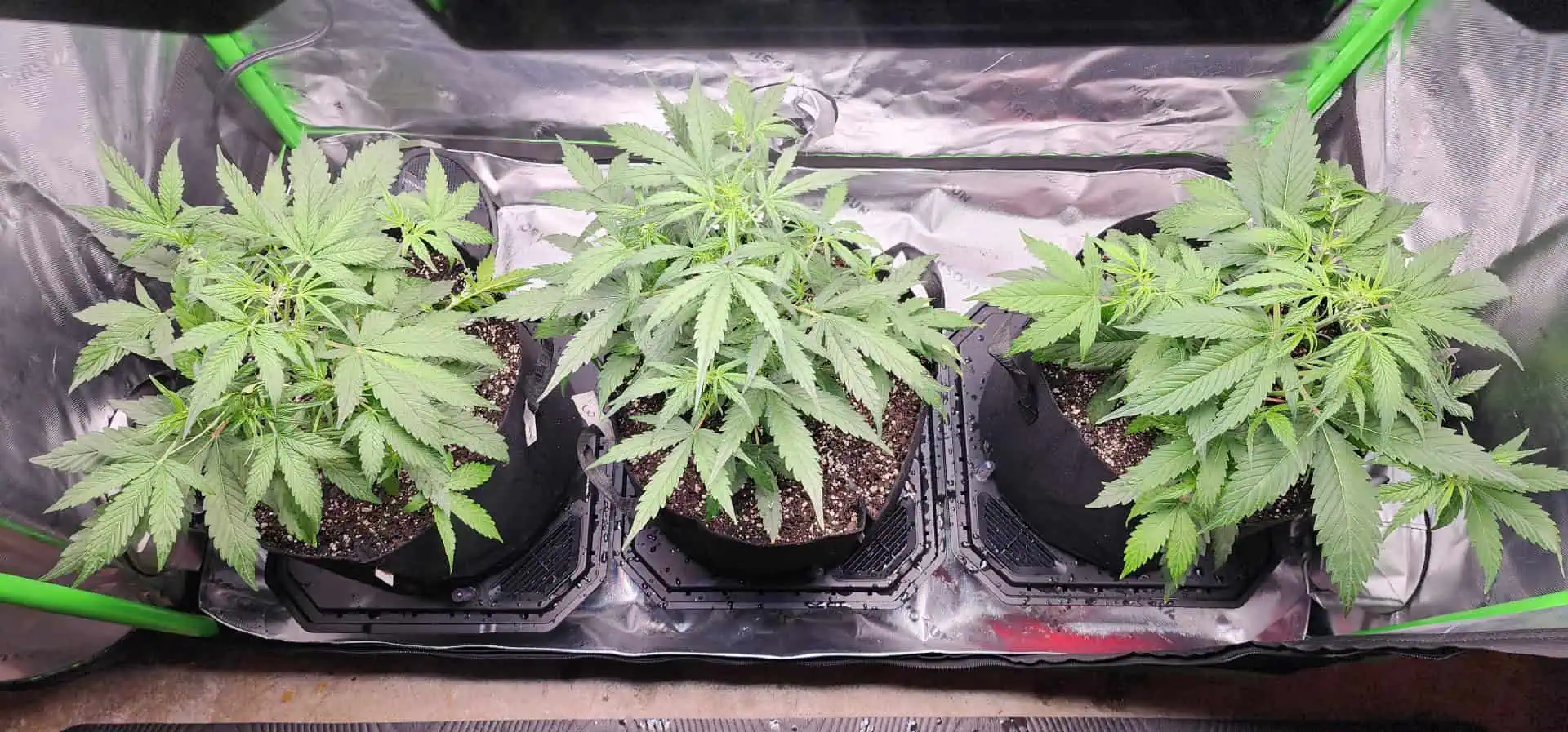 Critical Purple Autoflower — vegetative, day 23