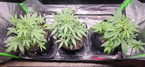 Critical Purple Autoflower — vegetative, day 23