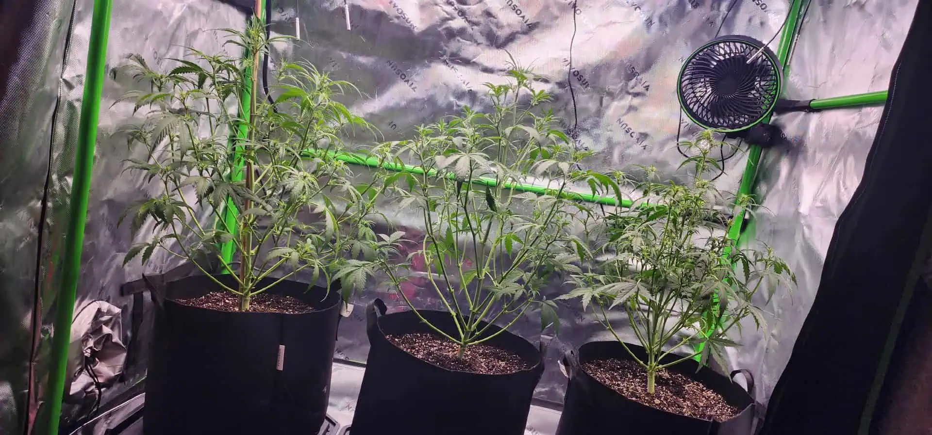 Critical Purple Autoflower — flower, day 28