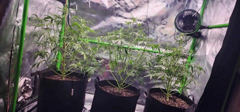 Critical Purple Autoflower — flower, day 28