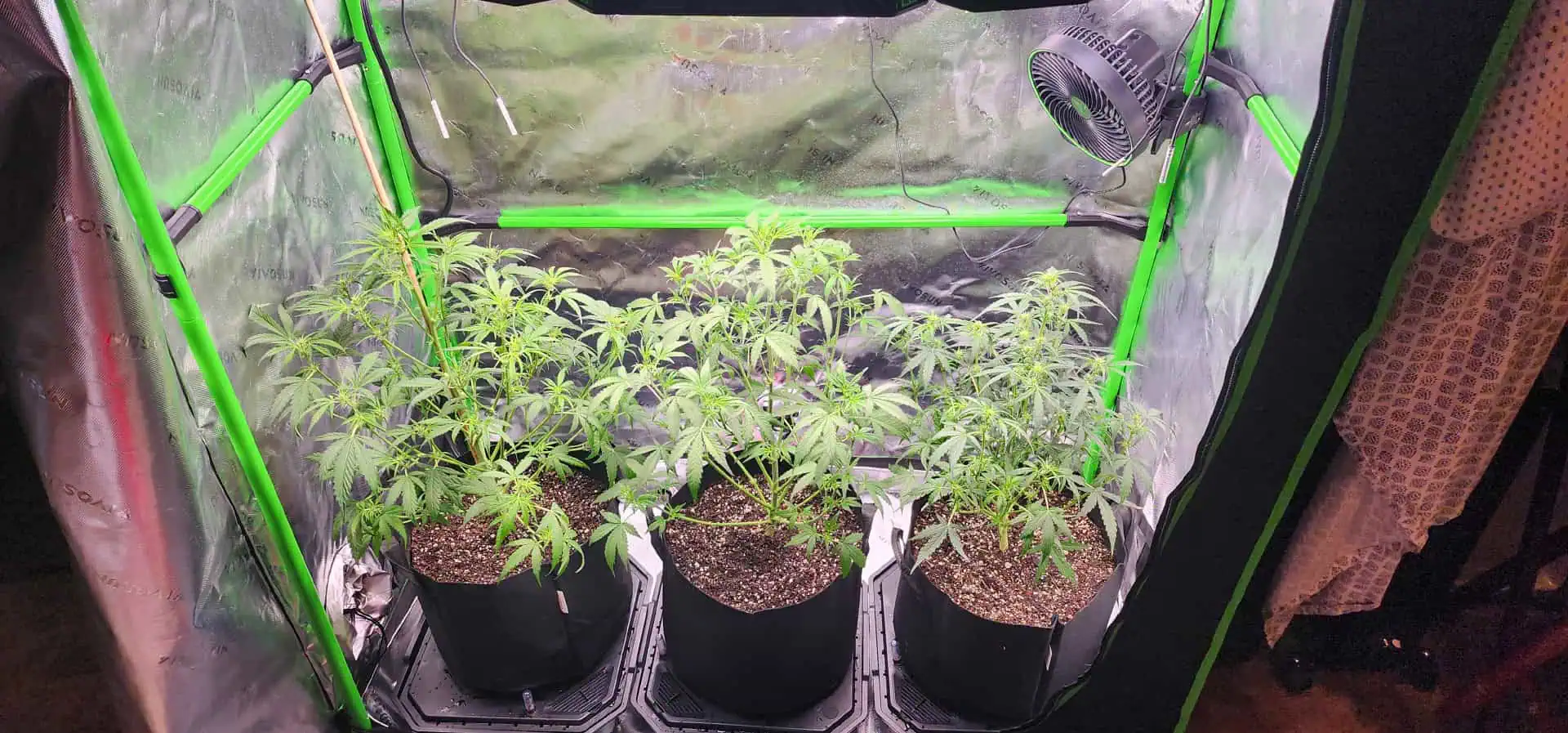 Critical Purple Autoflower — flower, day 28