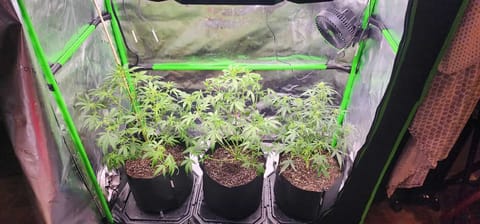 Critical Purple Autoflower — flower, day 28