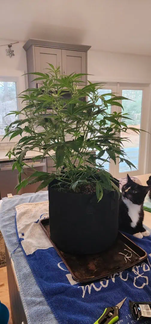 Critical Purple Autoflower — flower, day 30