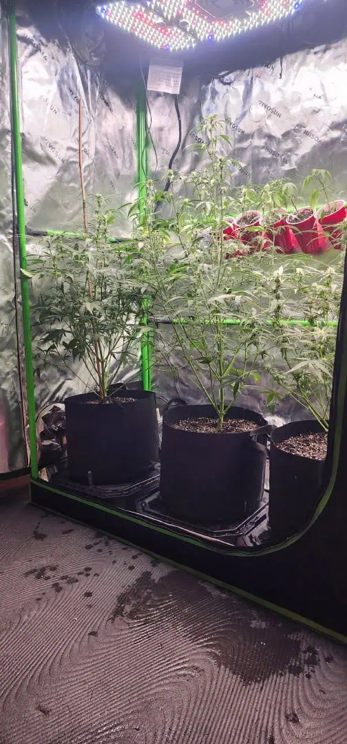 Critical Purple Autoflower — flower, day 37