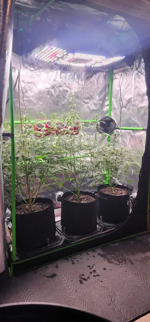 Critical Purple Autoflower — flower, day 37