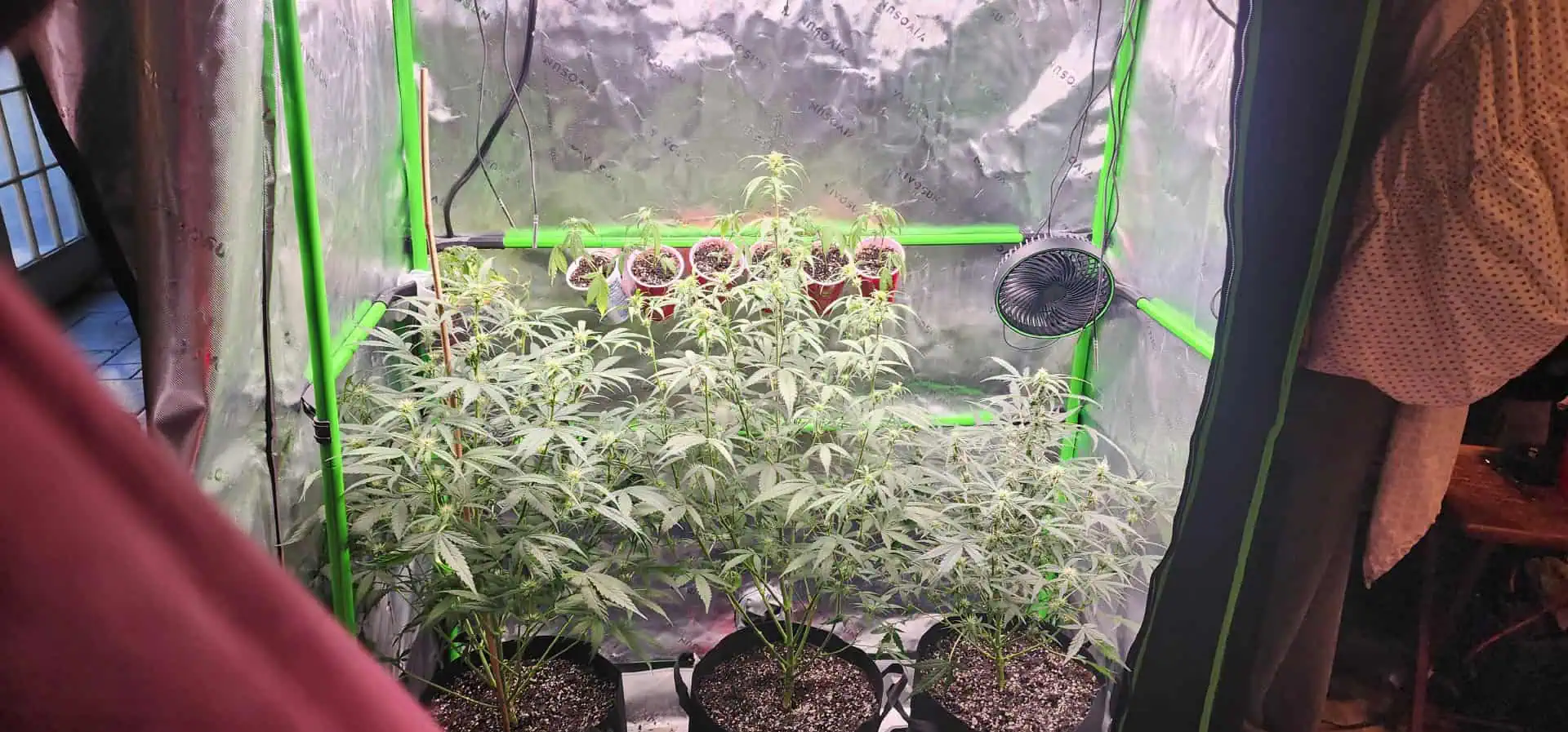 Critical Purple Autoflower — flower, day 37