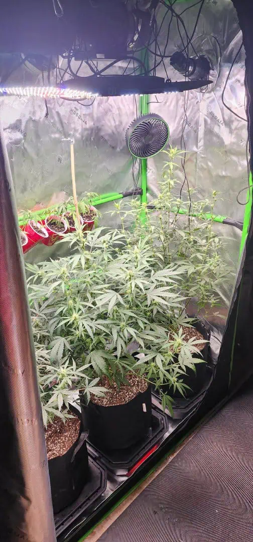 Critical Purple Autoflower — flower, day 38