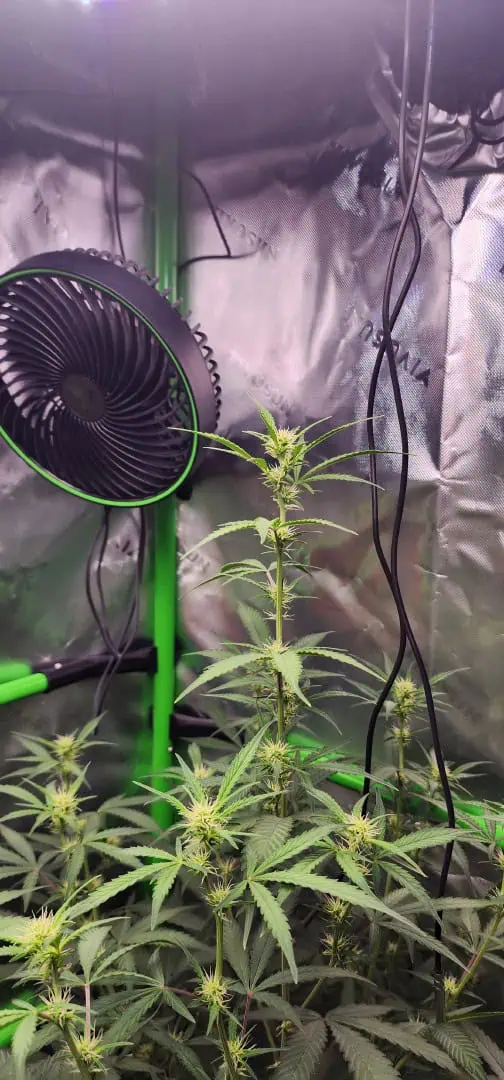 Critical Purple Autoflower — flower, day 38