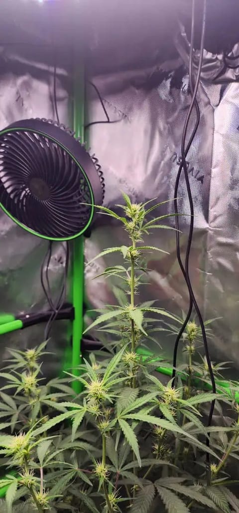 Critical Purple Autoflower — flower, day 38