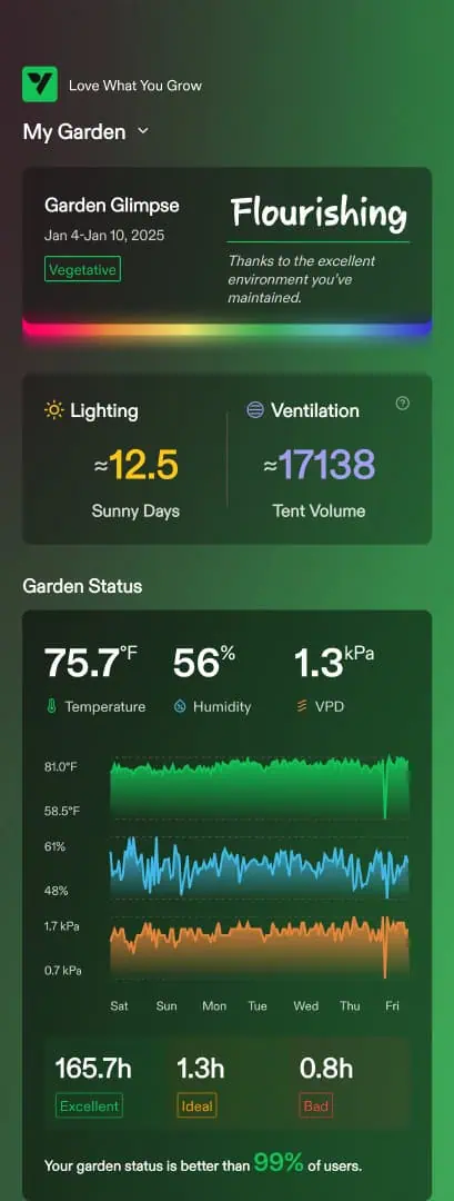 Critical Purple Autoflower — flower, day 41