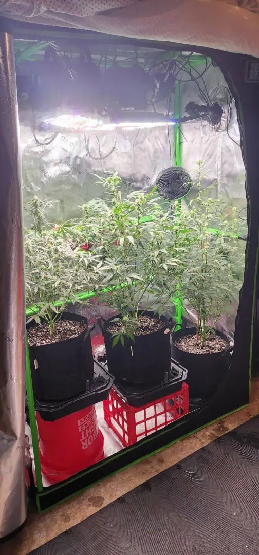 Critical Purple Autoflower — flower, day 41