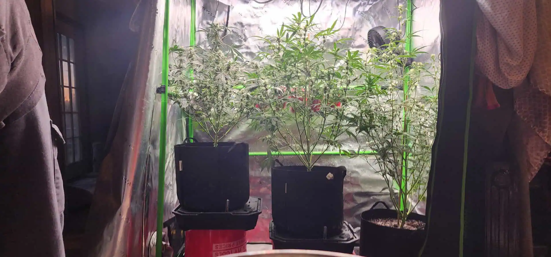 Critical Purple Autoflower — flower, day 41