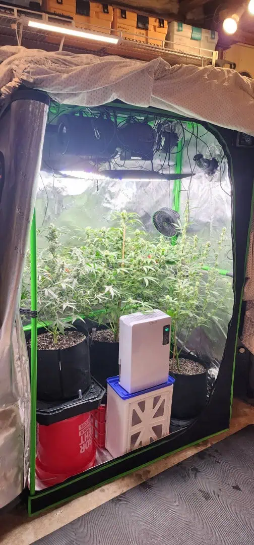 Critical Purple Autoflower — flower, day 44