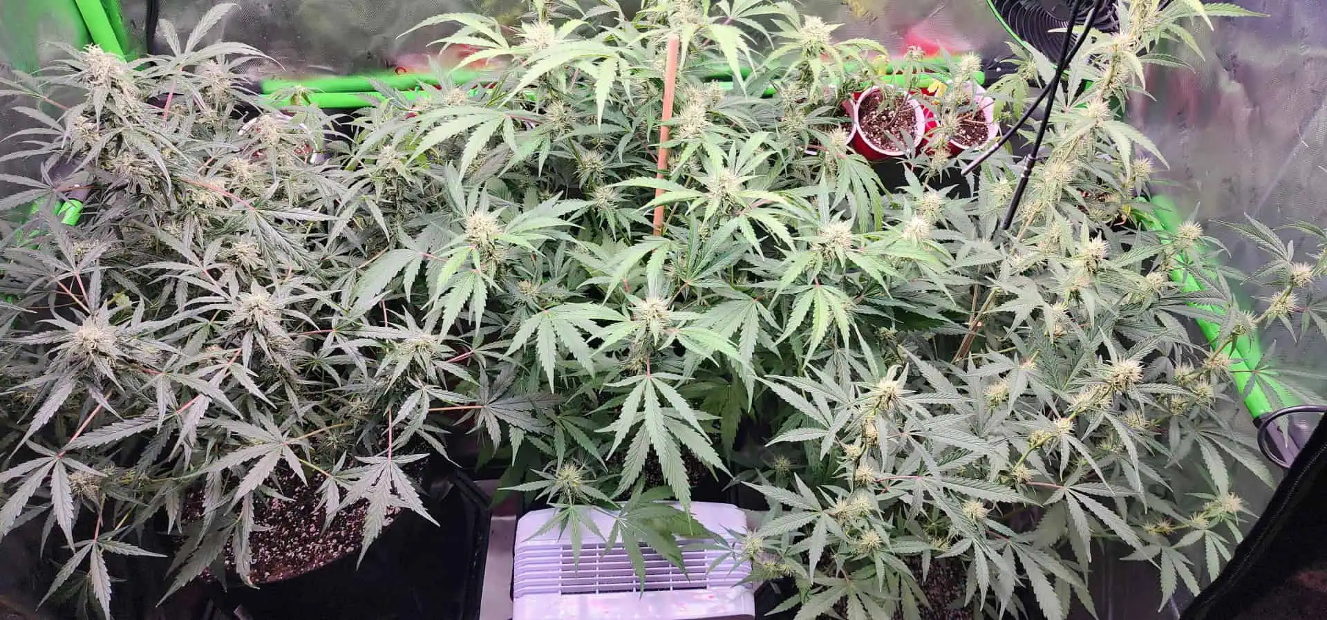 Critical Purple Autoflower — flower, day 44
