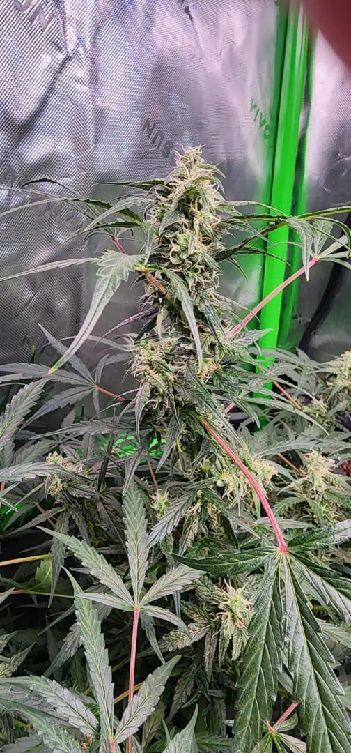 Critical Purple Autoflower — flower, day 44